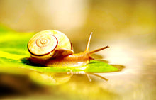 Load image into Gallery viewer, Snail Extract Moisturizing Essence Facial Care Nourishing moistening tender skin Skin Care